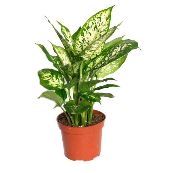 Dieffenbachia