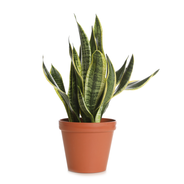 Snake Plant